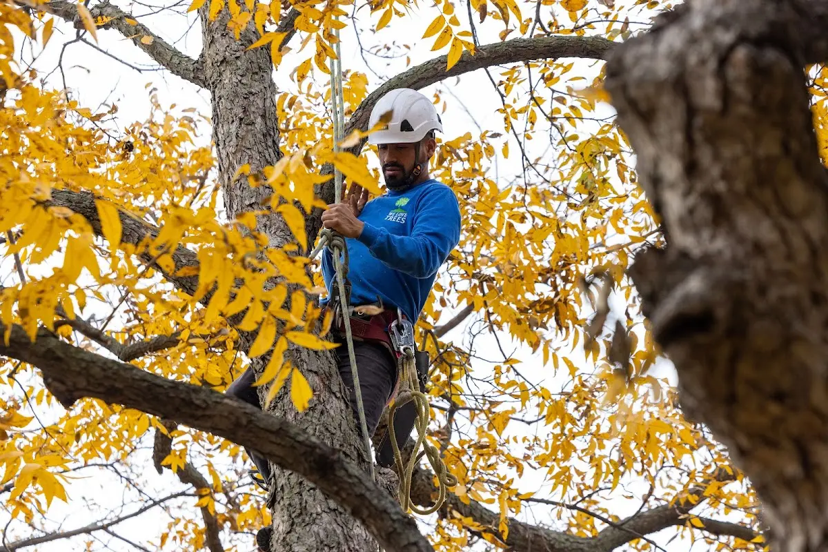 Skilled Emergency Tree Service crew working in Demotte